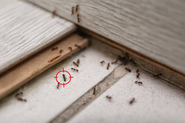 Insect Control in South Gate, CA