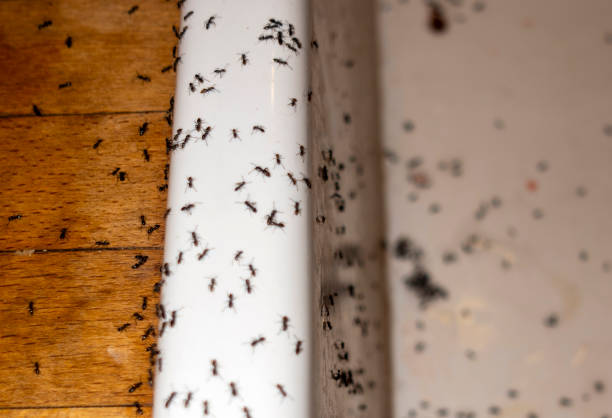 Flea Control Services in South Gate, CA